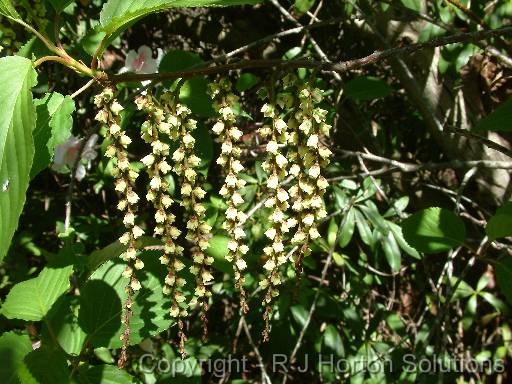 Stachyurus praecox 